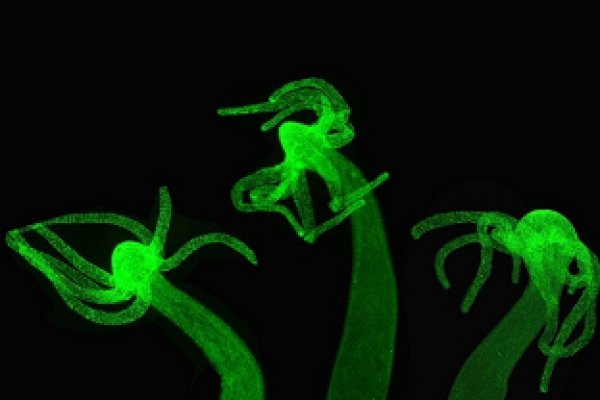 Kraken ссылка для тору