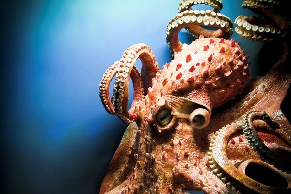 Kraken дарк магазин
