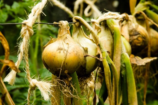 Kraken onion вход