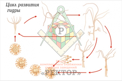 Кракен актуальная ссылка kraken torion net
